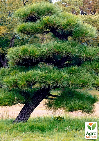 Сосна Тунберга 3-річна "Pinus Thunbergii" С1,5, висота 40-50см (підходить для бонсай)  - фото 2