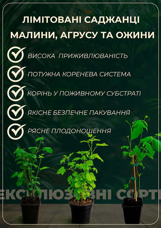 LMTD Аґрус "Hinnonmaki Red" (сортовий, укорінений)