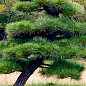 Сосна Тунберга 3-річна "Pinus Thunbergii" С1,5, висота 40-50см (підходить для бонсай)  купить