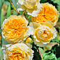 Роза пионовидная "Беатрис" (саженец класса АА+) высший сорт