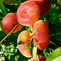 Ексклюзив! Інжирний персик з червоним рум'янцем "Маршмеллоу" (Marshmallow) (преміальний урожайний сорт, ранній термін дозрівання)