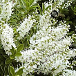 Хебе "Macrantha" горщик Р9 NEW