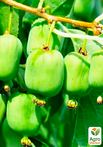 Актинидия "Киевская крупноплодная" (мини-киви, морозостойкий сорт, поздний срок созревания)  - фото 5