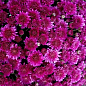 Хризантема Садовая "Diva Violet" (горшок ф12 высота 20-30см) цена
