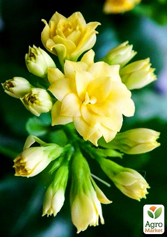 Каланхоэ Блоссфельда "Yellow" (Kalanchoe Blossfeldiana) (Нидерланды) - фото 3