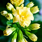 Каланхоэ Блоссфельда "Yellow" (Kalanchoe Blossfeldiana) (Нидерланды) цена