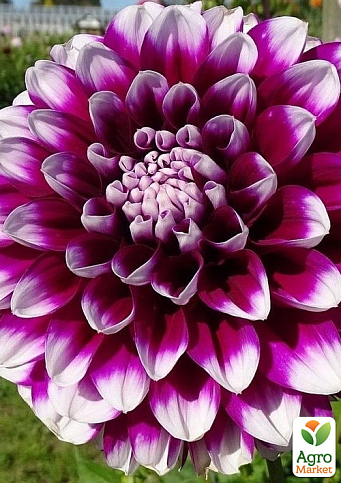 Георгина "Edinburgh"