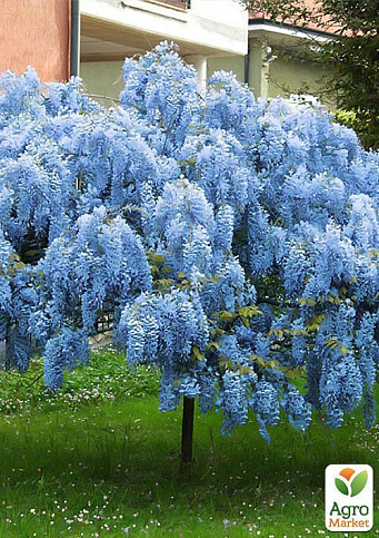 Гліцинія блакитна "Лагуна романтики" (The lagoon of romance) - фото 6