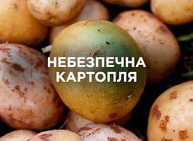 Небезпечна картопля: як уникнути вживання отруйних сортів та ознак | Agro-market