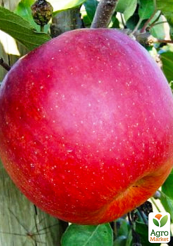 Яблоня "Чемпион Арно" (зимний сорт, поздний срок созревания)