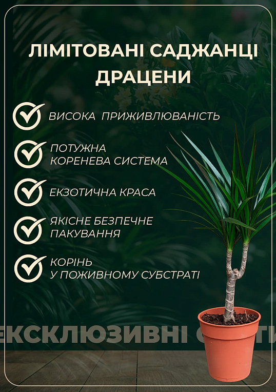 LMTD Драцена на штамбе "Deremensis" (высота 50-70см) - фото 3