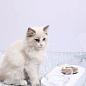 Годівниця PETKIT FRESH NANO Pet Cat TWO Bowl Stand (641707) купить