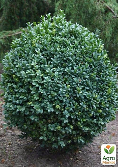 Самшит вічнозелений "Buxus sempervirens" 2-х річний саджанець9
