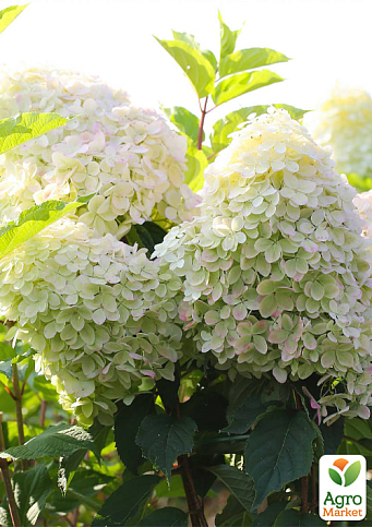 Эксклюзив! Гортензия метельчатая белая "Танцующая белая ночь" (Dance White Midnight) (контейнер P9)