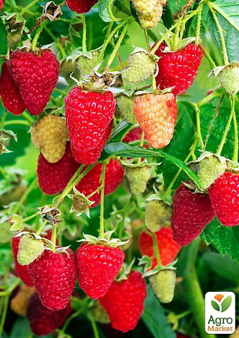 Малина "Рубинове намисто" (ремонтантний крупноплідний, зимостійкий сорт) 1-річний саджанець