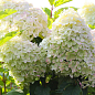 Эксклюзив! Гортензия метельчатая белая "Танцующая белая ночь" (Dance White Midnight) (контейнер P9)