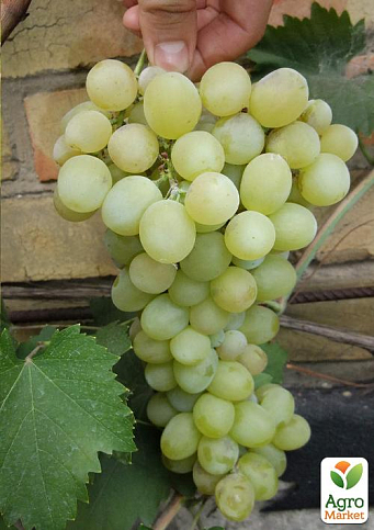 Виноград "Цитрон Магарача" (винный)