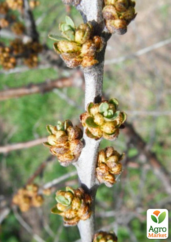 Облепиха "Медовая" (мальчик-опылитель) (средний срок созревания) NEW - фото 5
