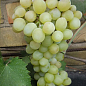 Виноград "Цитрон Магарача" (винный)