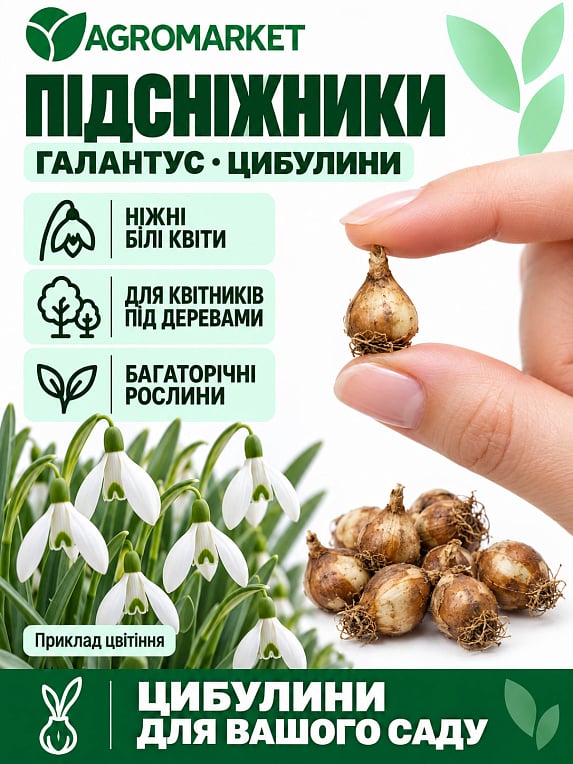 Пролісок (галантус) "Білий" 5шт в упаковці