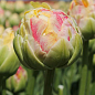 Тюльпан "Sprinkle Dip" 