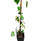 LMTD Плющ "Dentata Variegata" (висота 60-70см) купить