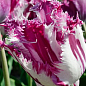 Тюльпан "Purple Circus"