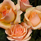 Троянда в контейнері чайно-гібридна "Версилія" (саджанець класу АА+) цена