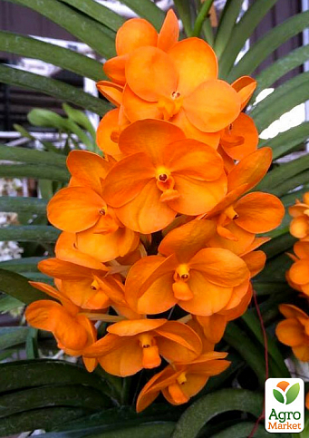 Орхидея (Phalaenopsis) "Cascade Orange" - фото 3