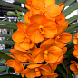 Орхидея (Phalaenopsis) "Cascade Orange" цена