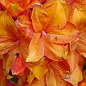 Рододендрон оранжевый листопадный"Golden Eagle"