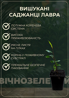 Лавр Австралійський "Pittosporum Tobira" (вічнозелений, високі декоративні якості)6