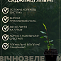 Лавр Австралийский "Pittosporum Tobira" (вечнозеленый, высокие декоративные качества)