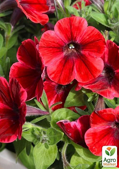 Петунія ампельна Sweetunia "Fiona Flash" (контейнер №10, висота 10-15см)28