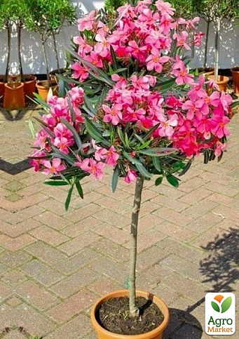 LMTD Олеандр на штамбе цветущий 3-х летний "Emilie Salut" (50-70см) - фото 5