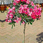 LMTD Олеандр на штамбе цветущий 3-х летний "Emilie Salut" (50-70см)