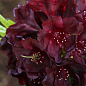 Рододендрон низкорослый вечнозеленый "Блэк Видоу"(Black Widow)