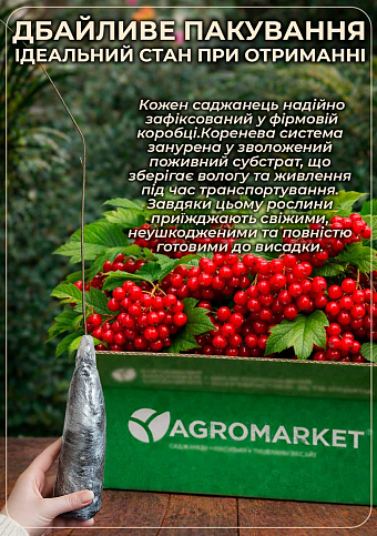 Эксклюзив! Калина рубиново-красная "Синичка" (Snick) (премиальный высокоурожайный сорт, хорошая лежкость) - фото 3