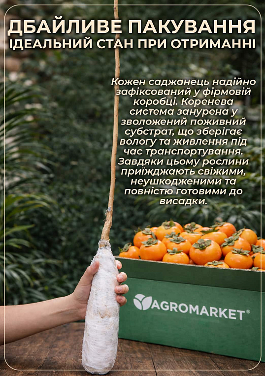 Хурма «Божий дар» (сіянець) - фото 4