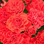 Роза полиантовая "Бранд Пикси" (саженец класса АА+) высший сорт