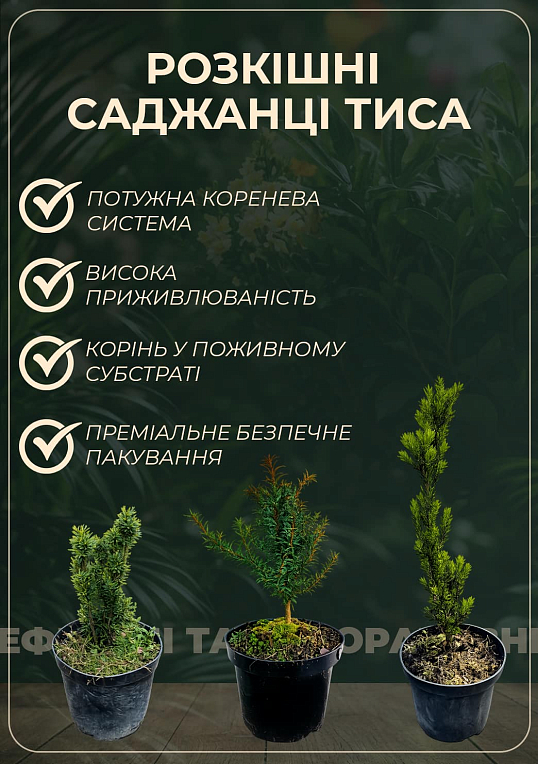 Тис ягодный "Elegantissima" С2, высота 15-25 см