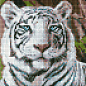 Алмазна мозаїка без підрамника - Бенгальський тигр AMC7681