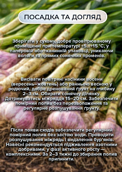 Ексклюзив! Часник посадковий (повітряне насіння) "Богуславський" 100г17