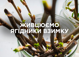 Живцювання ягідників узимку: як заготовити та зберегти живці | Agro-market