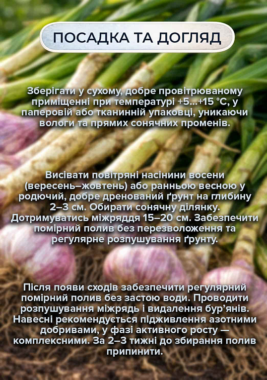 Эксклюзив! Чеснок посадочный (воздушные семена) "Богуславский" 100г - фото 2