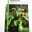 Табак "Вирджиния" ТМ "Империя семян" 0,1г