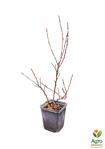 Пухироплідник калинолистний "Little Devil" вазон Р9 - фото 2