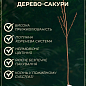 Сакура на штамбе "Кику шидаре" (Kiku-shidare) цена