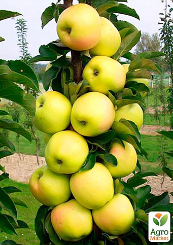 Ексклюзив! Яблуня колоновидна зелена з кремовим рум'янцем "Королівський десерт" (Royal dessert) (преміальний великоплідний сорт)