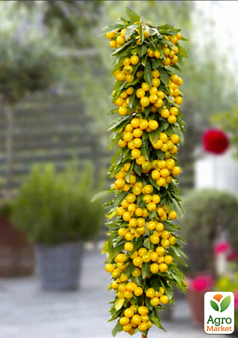 Черешня колоновидная желтая "Мертон Глори" (крупноплодный, сладкий сорт)